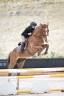 Caballo castrado Silla Franc&eacute;s En venta 2021 Alaz&aacute;n