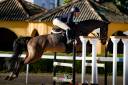 Caballo de salto