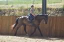 Caballo castrado PRE Pura Raza Espa&ntilde;ola En venta 2018 Bayo moreno