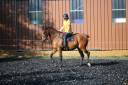Caballo castrado Pura Sangre En venta 2018 Bayo por Saonois
