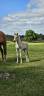 Caballo entero Haflinger En venta 2026 Alaz&aacute;n por AUTAN