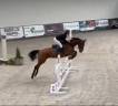 Yegua BWP Caballo de Sangre Belga En venta 2020 Bayo