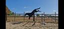 Caballo castrado Silla Franc&eacute;s En venta 2022 Bayo moreno por ARMANI V OVERIS Z