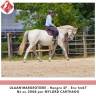 Caballo castrado Silla Franc&eacute;s En venta 2008 Tordo