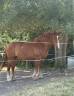 Caballo castrado Otra raza de Caballos En venta 2020 Alaz&aacute;n