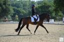 Caballo castrado Silla Franc&eacute;s En venta 2020 Bayo moreno por First step Valentin