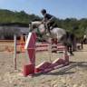 Yegua Holsteiner En venta 2019 Tordo por CASALL