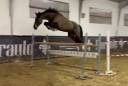 Caballo castrado BWP Caballo de Sangre Belga En venta 2019 Bayo moreno por FONCETTI VD HEFFINCK