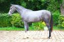 Caballo entero Silla Franc&eacute;s En venta 2024 Tordo por Rahotep de Toscane