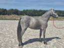 Potranca Welsh Part Bred En venta 2024 Tordo