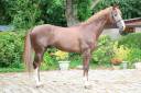Semental Silla Franc&eacute;s En venta 2016 Alaz&aacute;n tostado por O'BRION DU PLESSIS