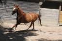 Caballo castrado AES Anglo European Studbook En venta 2019 Alaz&aacute;n por GERONIMO IV