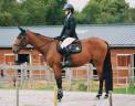 Caballo castrado Trot&oacute;n Franc&eacute;s En venta 2020 Bayo por Timoko