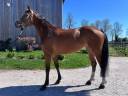 Yegua Zangersheide En venta 2021 Bayo por BALOU ROUET