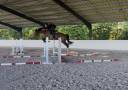 Caballo castrado Silla Franc&eacute;s En venta 2021 Bayo