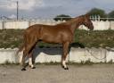 Caballo castrado Silla Franc&eacute;s En venta 2023 Alaz&aacute;n