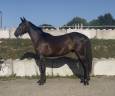 Caballo castrado Zangersheide En venta 2023 Negro