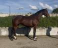 Caballo castrado Origine Constat&eacute;e En venta 2023 Bayo