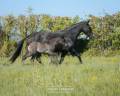 Yegua de ganader&iacute;a Lusitano En venta 2017 Negro por URUBU II