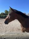 Caballo castrado Silla Franc&eacute;s En venta 2021 Bayo