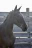 Caballo castrado Silla Franc&eacute;s En venta 2024 Bayo moreno por HERACLES D ELLE