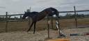 Caballo castrado Silla Franc&eacute;s En venta 2024 Bayo moreno por HERACLES D ELLE