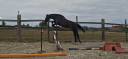 Caballo castrado Silla Franc&eacute;s En venta 2024 Bayo moreno por HERACLES D ELLE