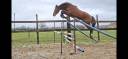 Caballo castrado Silla Franc&eacute;s En venta 2023 Bayo por Atome des Etisses