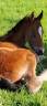 Caballo castrado PFS Poni Fran&ccedil;&eacute;s de Silla En venta 2025 Bayo por Pidji du tilia