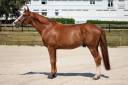 Caballo entero Silla Franc&eacute;s En venta 2017 Alaz&aacute;n por Intouchable 27