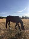 Caballo entero Silla Franc&eacute;s En venta 2023 Bayo moreno por QLASSIC BOIS MARGOT