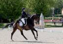 Caballo castrado KWPN Caballo de Deporte Neerland&eacute;s En venta 2012 Bayo moreno
