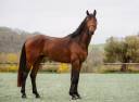 Yegua Caballo de Silla En venta 2020 Tordo por D&rsquo;imbroglio cvf