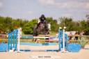 Caballo castrado Connemara En venta 2019 Tordo por Arda's Murphy