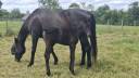 Yegua de ganader&iacute;a Oldenburgu&eacute;s En venta 2008 Negro por SAN AMOUR
