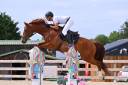 Caballo castrado Silla Franc&eacute;s En venta 2020 Alaz&aacute;n