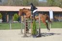 Caballo castrado BWP Caballo de Sangre Belga En venta 2015 Alaz&aacute;n por Kasanova de la pomme