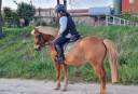 Se vende poni B