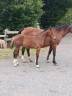 Potranca Silla Franc&eacute;s En venta 2026 Bayo por QLASSIC BOIS MARGOT