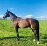 Caballo castrado Silla Franc&eacute;s En venta 2020 Negro por Kasanova de la pomme