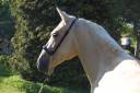 Yegua PRE Pura Raza Espa&ntilde;ola En venta 2023 Palomino por TREMENDO JL