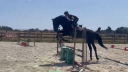 Caballo entero Silla Franc&eacute;s En venta 2022 Negro por FIDJY OF COLORS (BEL)