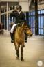 Caballo castrado PFS Poni Fran&ccedil;&eacute;s de Silla En venta 2015 Bayo por QUABAR DES MONCEAUX