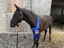 Semental sBs Caballo de Deporte Belga En venta 2026 Negro por Zonik plus