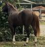 Potranca PFS Poni Fran&ccedil;&eacute;s de Silla Confiar 2023 Alaz&aacute;n tostado por hwen d&rsquo;o