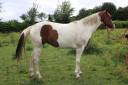 Potranca Paint Horse En venta 2020 Tobiano