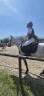 Caballo castrado Connemara En venta 2022 Tordo por CAISLEAN GEARR MALACHI