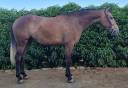 Caballo joven. Muy noble.
