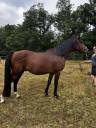 Caballo entero Arabe En venta 2023 Bayo por SAMIR DE CARRERE