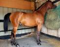 Caballo castrado Pura Sangre Arabe En venta 2020 Bayo